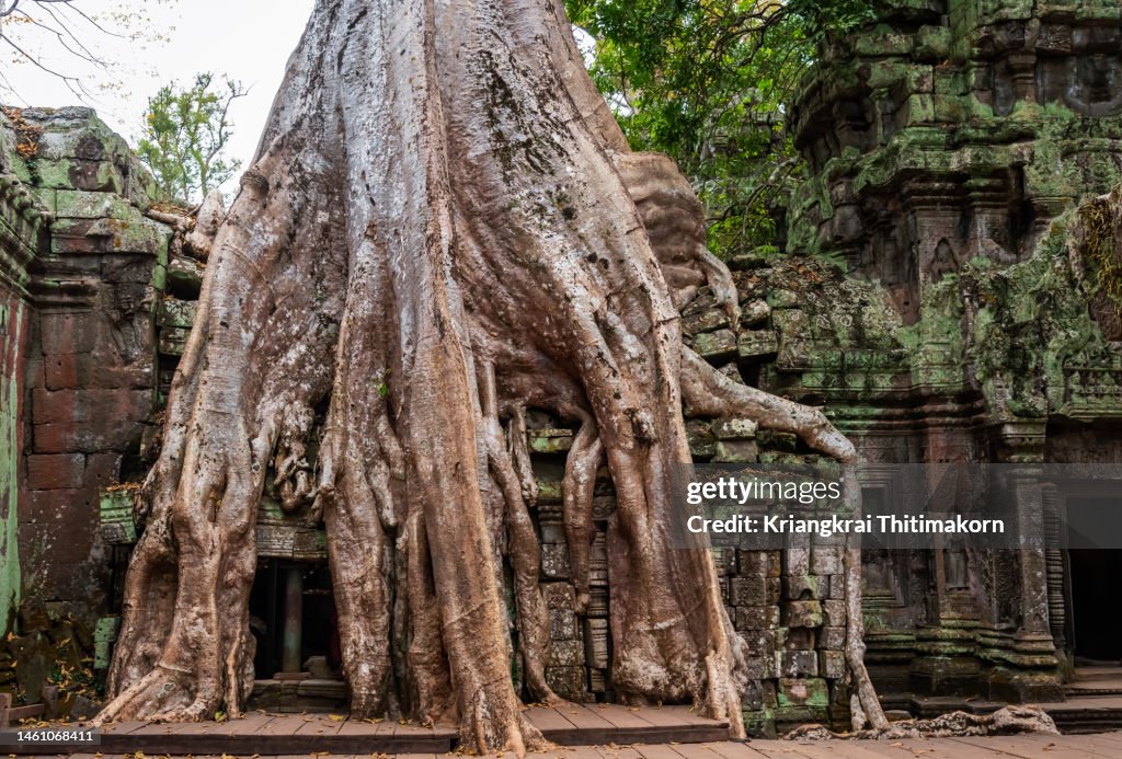 Tree is growing on the wall at Ta Prohm, Siem Reap.