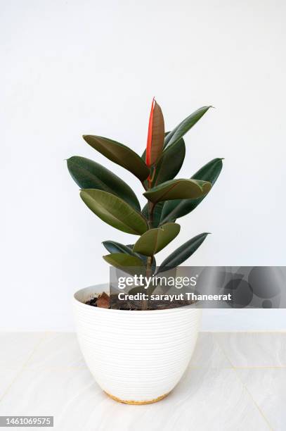 rubber plant in a white pot, white background - rubber tree stock pictures, royalty-free photos & images