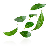 Flying green leaves isolated on white background with clipping path.
