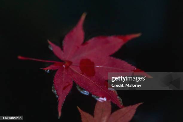 close-up of red maple leaves in water. autumn colors and black fall background - nürnberg rainy stock pictures, royalty-free photos & images