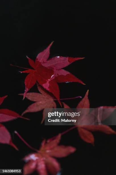 close-up of red maple leaves in water. autumn colors and black fall background - nürnberg rainy stock pictures, royalty-free photos & images