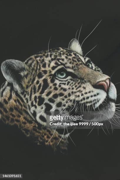close-up of leopard against black background,west java,indonesia - jaguar concept reveal fotografías e imágenes de stock