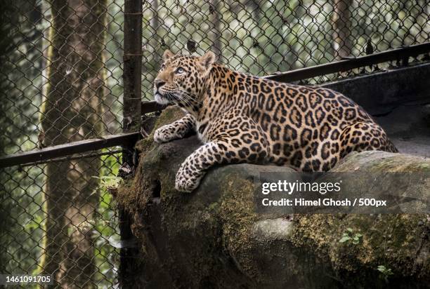 side view of leopard sitting on branch in forest,darjeeling,west bengal,india - jaguar concept reveal fotografías e imágenes de stock