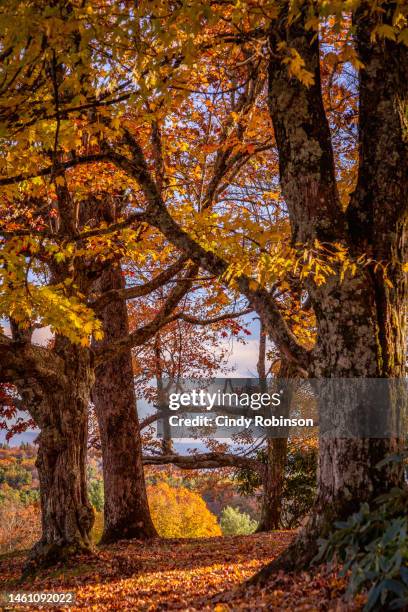autumn scene - boone north carolina stock pictures, royalty-free photos & images