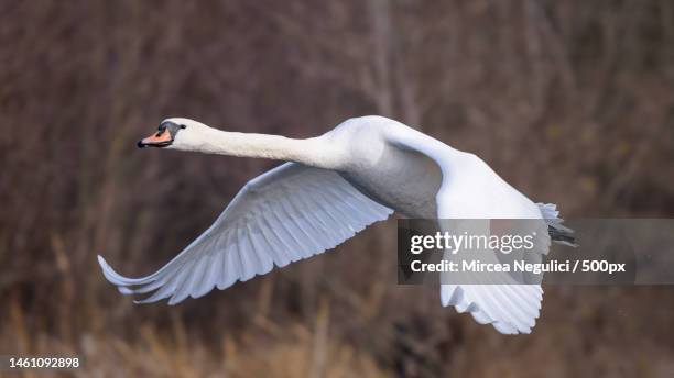 close-up of swan flying over field,naipu,romania - mute swan stock pictures, royalty-free photos & images
