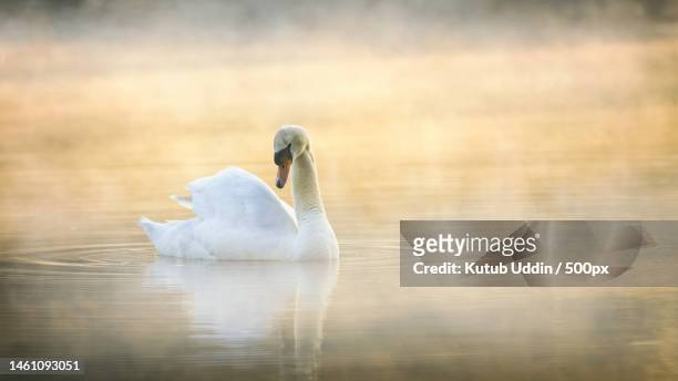 close-up of mute swan swimming in lake,arundel,united kingdom,uk - mute swan stock pictures, royalty-free photos & images