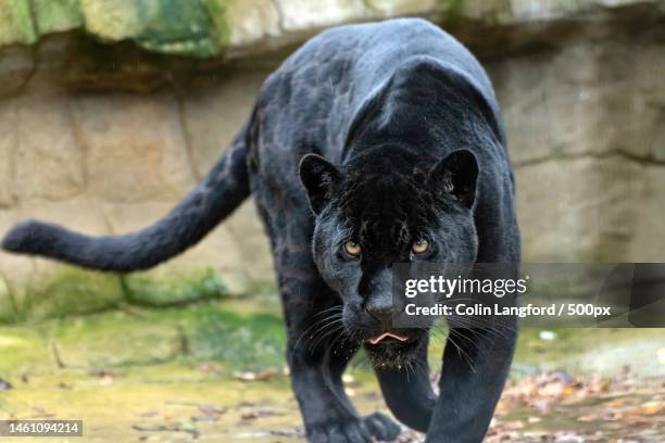 close-up of black swan swimming in lake,smarden,ashford,united kingdom,uk - black panther face 個照片及圖片檔