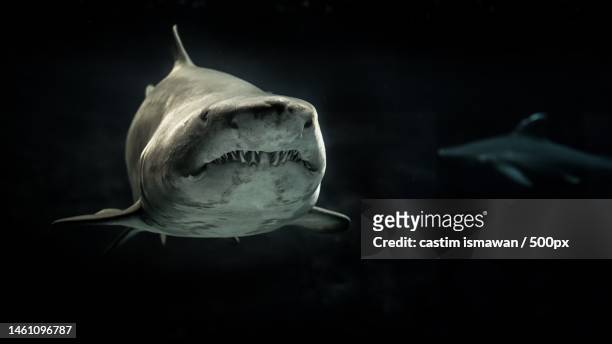 close-up of shark swimming in tank,indonesia - sand tiger shark stock pictures, royalty-free photos & images