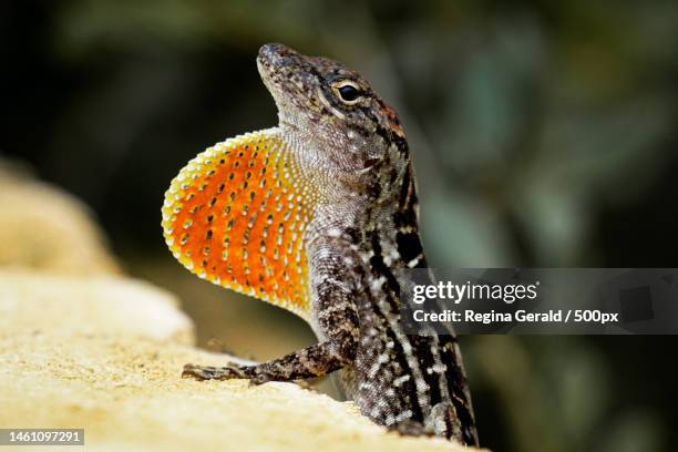 Anole Types Anoles Lizards Photos and Premium High Res Pictures - Getty Images