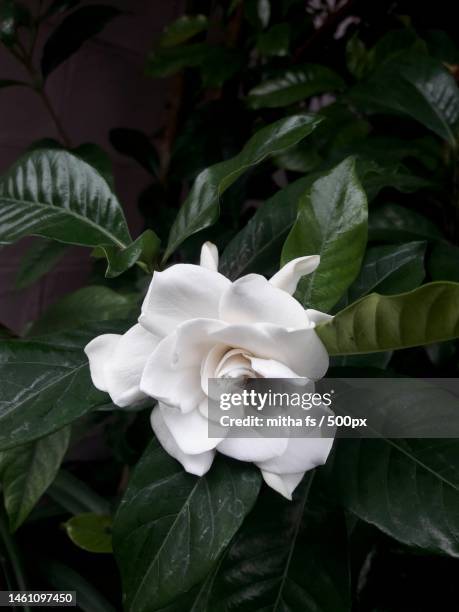 close-up of white rose - gardenia stock pictures, royalty-free photos & images