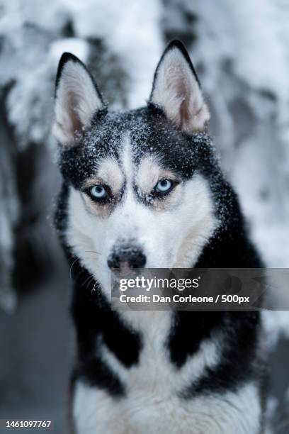 close-up portrait of sled siberian husky - siberian husky stock pictures, royalty-free photos & images