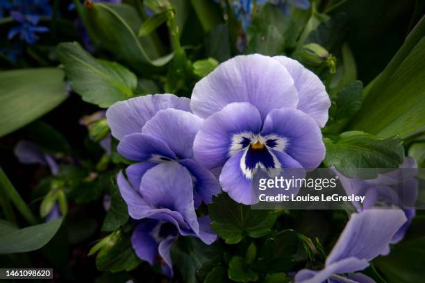 close up of purple pansies - pansy - fotografias e filmes do acervo