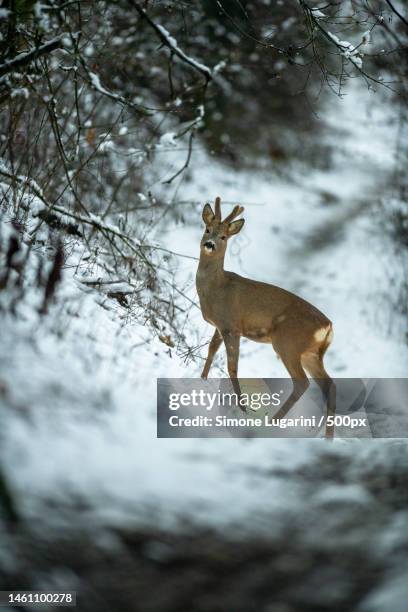 side view of roe deer standing in forest during winter,reggio emilia,province of reggio emilia,italy - roe deer female stock pictures, royalty-free photos & images