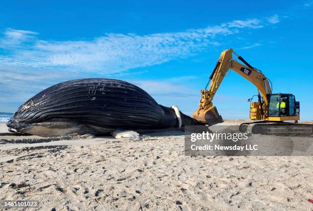 The remains of a male humpback whale lies on the beach at Lido Beach, New York, on January 30, 2023.