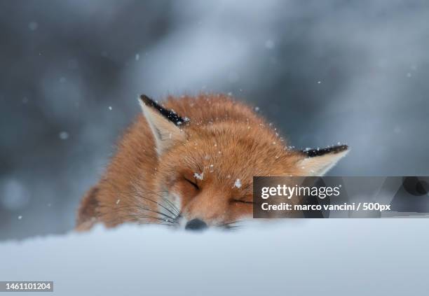 close-up of red fox on snow covered land,abruzzo,italy - vuxen stock pictures, royalty-free photos & images