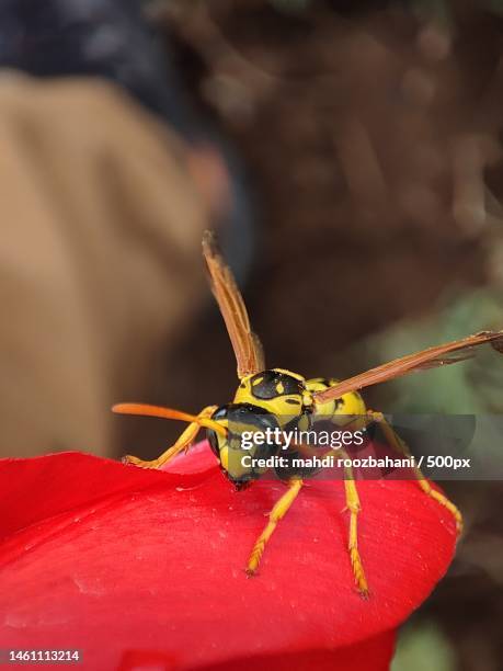 Iran Insects Red Wasp Photos and Premium High Res Pictures - Getty Images