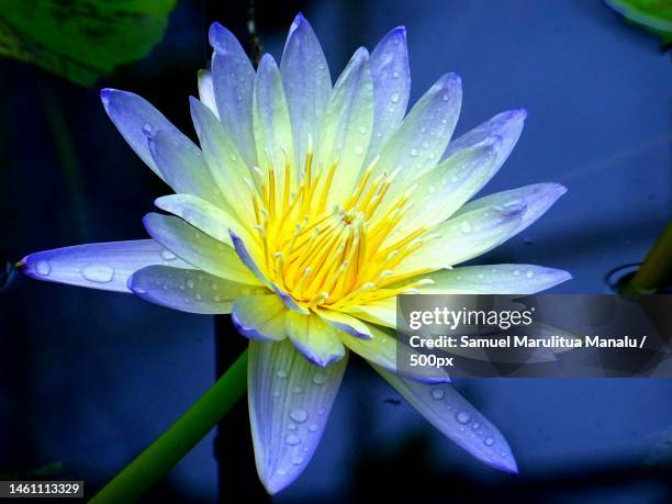 close-up of water lily,indonesia - water lily stockfoto's en -beelden