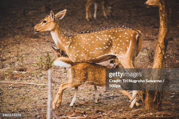 a mother deer who loves her young - spotted deer stock pictures, royalty-free photos & images