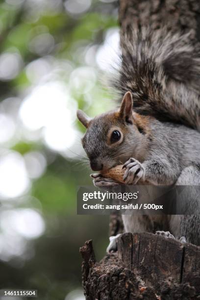 close-up of gray squirrel on tree,indonesia - ハイイロリス ストックフォトと画像
