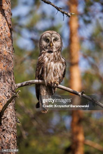 great grey owl nesting area, finland - woodland camo stock pictures, royalty-free photos & images