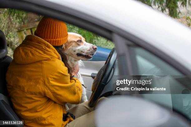 dog greeting its owner who arrives by car - petting car stock pictures, royalty-free photos & images
