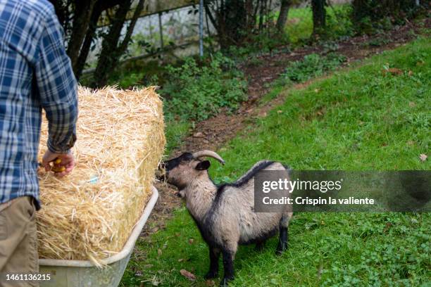 wheelbarrow, straw bale, pygmy goat, outdoors, farmer - adult eating no face stock pictures, royalty-free photos & images