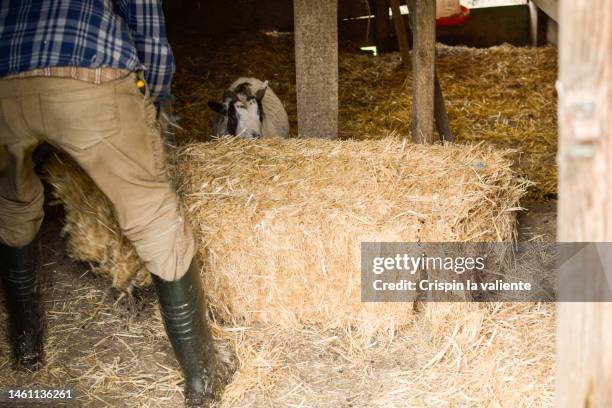 farmer , goat barn interior - adult eating no face stock pictures, royalty-free photos & images