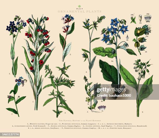 stockillustraties, clipart, cartoons en iconen met ornamental plants, plant kingdom, victorian botanical illustration, circa 1853 - borage