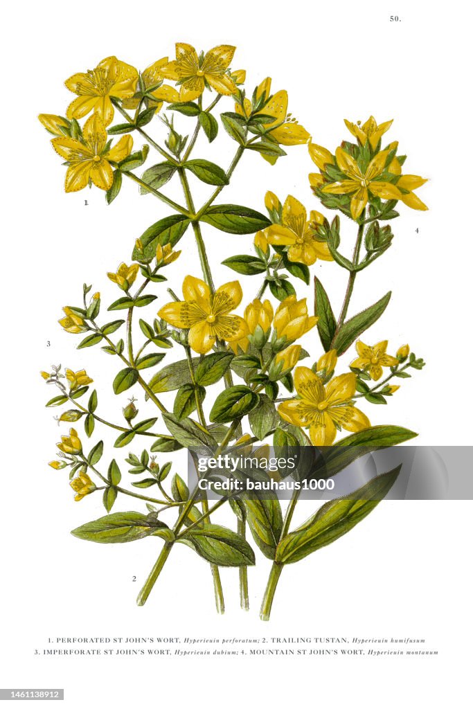 St. John's Wort Victorian Botanical Illustration