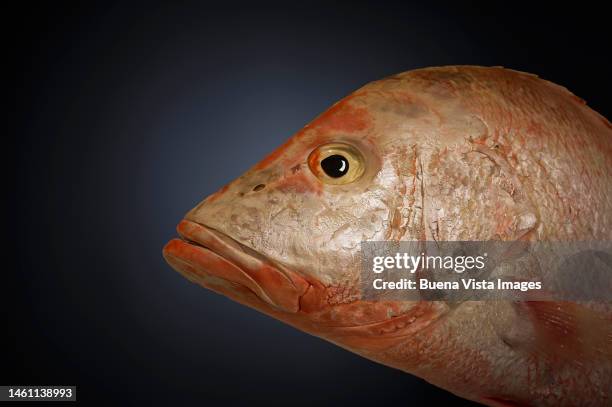 Florida Red Snapper Photos and Premium High Res Pictures - Getty Images