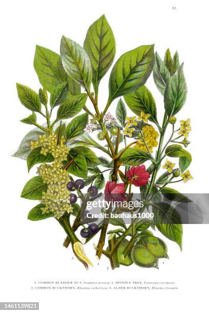 victorian botanical illustration: bladder nut, spindle and buckthorn tree - buckthorn stock illustrations
