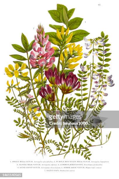 illustrations, cliparts, dessins animés et icônes de victorian botanical illustration de lait vetch et vetch, vicia - herbal medicine