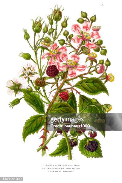 raspberry dewberry and bramble, victorian botanical illustration - brambleberry stock illustrations