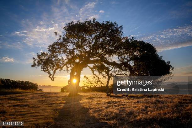 oak tree sunrise - napa californie photos et images de collection