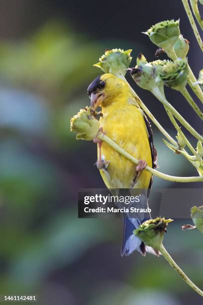 goldfinch eating flower seeds - carduelis carduelis stock pictures, royalty-free photos & images