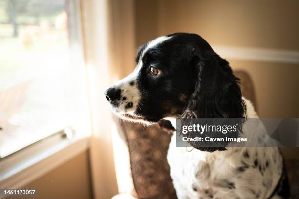 springer spaniel sitting in a chair looking out a window - english springer spaniel stock pictures, royalty-free photos & images