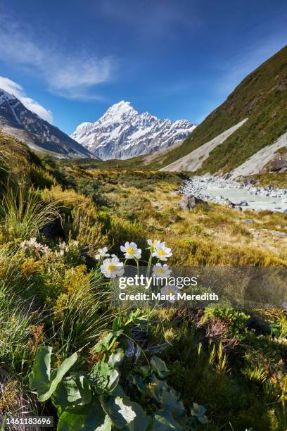 mt cook with the mount cook lily - mount cook stock pictures, royalty-free photos & images