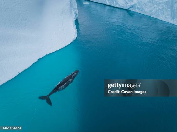 humpback whales near icebergs from aerial view - krill stock pictures, royalty-free photos & images