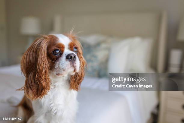 a cavalier king charles spaniel looks out a bedroom window - perro faldero fotografías e imágenes de stock