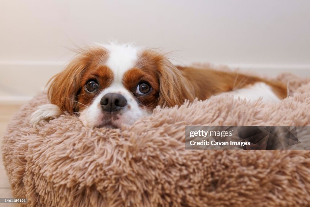 A Cavalier King Charles Spaniel naps on a dog bed
