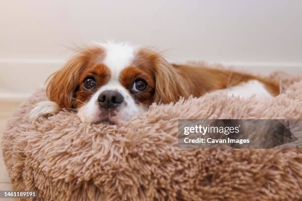 a cavalier king charles spaniel naps on a dog bed - cavalier king charles spaniel stock pictures, royalty-free photos & images