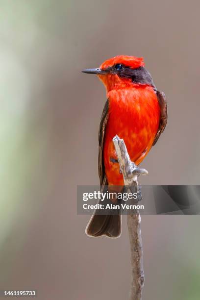 male vermillion flycatcher (pyrocephalus rubinus) - arizona wildlife stock pictures, royalty-free photos & images