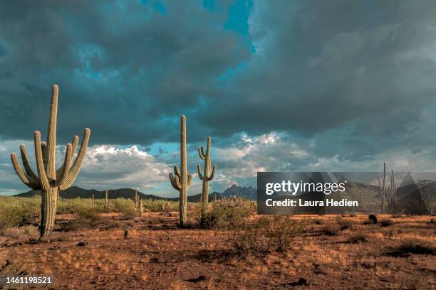 sunsets in the southern arizona desert - cactus landscape stock pictures, royalty-free photos & images