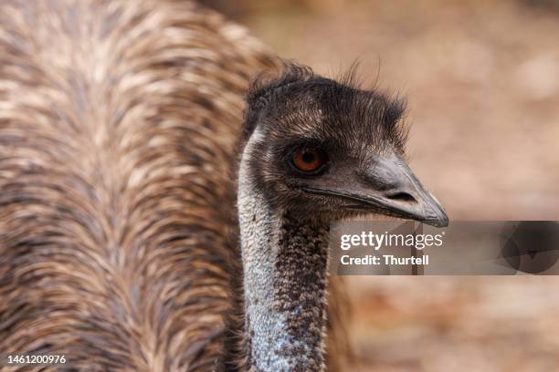 Emu In Bush 86 Emu Bush Stock Photos, High-Res Pictures, and Images - Getty Images