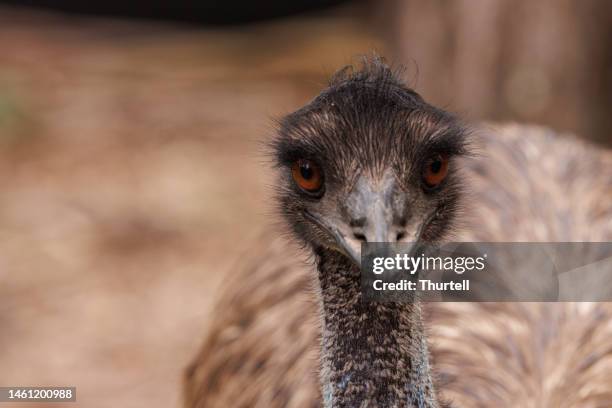 emu - tierhals stock-fotos und bilder