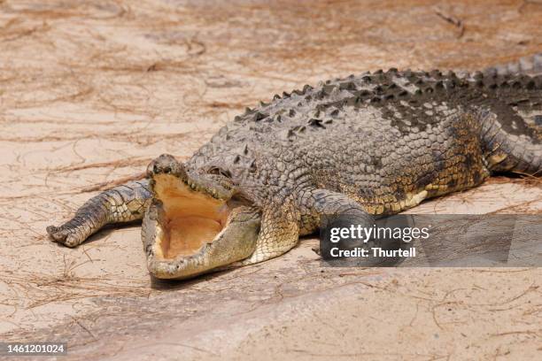 saltwater crocodile - carnivora stock pictures, royalty-free photos & images