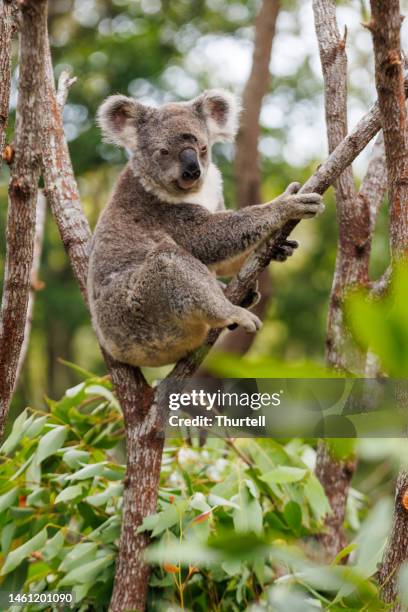 koala - koala stock pictures, royalty-free photos & images