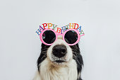 Happy Birthday party concept. Funny cute puppy dog border collie wearing birthday silly eyeglasses isolated on white background. Pet dog on Birthday day.