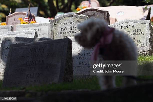 Rescued dog Tessa awaits adoption during a memorial service for military working dogs at the Hartsdale Pet Cemetery on June 10, 2012 in Hartsdale,...