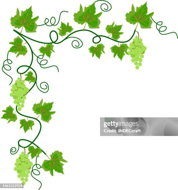 grapes vine - wine splash stock illustrations